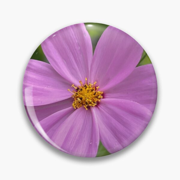 Item preview, Soft Pink Cosmos Flower in Full Bloom — Delicate Summer Garden Photography designed and sold by Pink Ribbon Flowers .