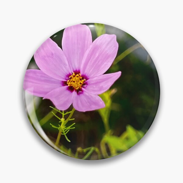 Item preview, Pale Pink Cosmos with Magenta Eye — Dreamy Cottage Garden Flower Photography designed and sold by Pink Ribbon Flowers .