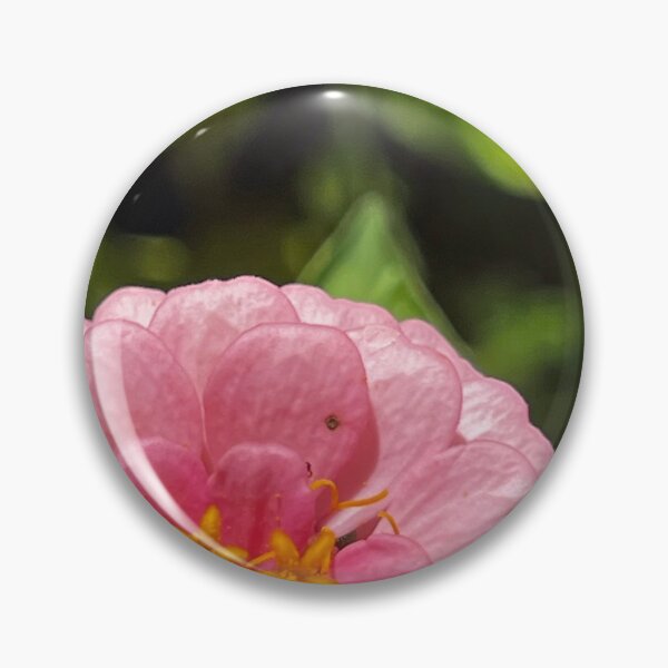 Item preview, Soft Pink Zinnia Close Up with Golden Star Center — Romantic Garden Photography designed and sold by Pink Ribbon Flowers .
