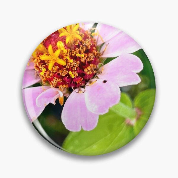 Item preview, Soft Pink Zinnia Close Up with Starry Golden Florets — Delicate Floral Photography designed and sold by Pink Ribbon Flowers .