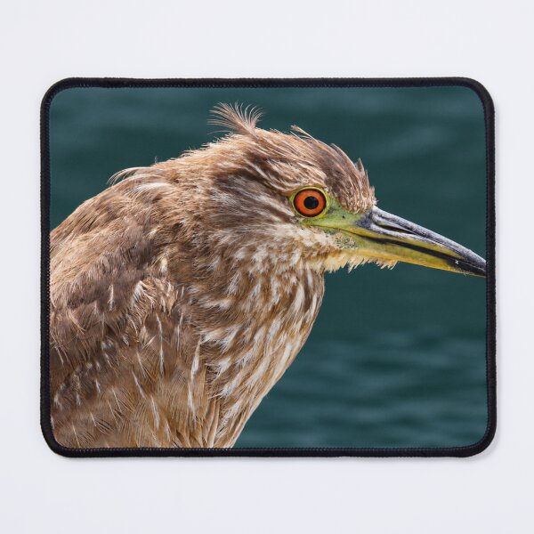 Item preview, Juvenile Black-Crowned Night Heron Portrait designed and sold by Kimberly Palmer.