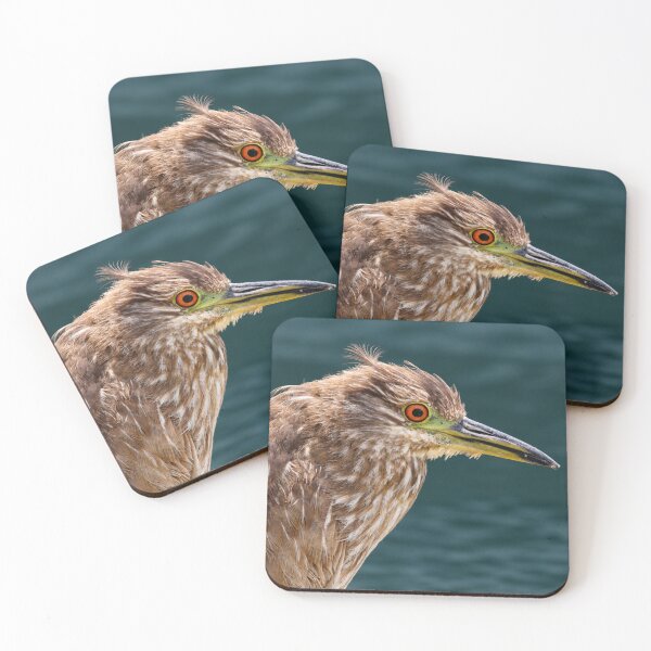 Item preview, Juvenile Black-Crowned Night Heron Portrait designed and sold by Kimberly Palmer.