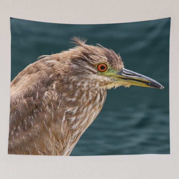 Item preview, Juvenile Black-Crowned Night Heron Portrait designed and sold by Kimberly Palmer.