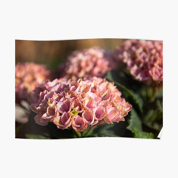 Antique Pink Hydrangea Poster