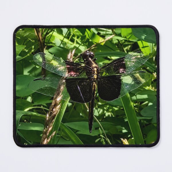 Item preview, Glossy Black Dragonfly designed and sold by Astute-Artio-Photography.