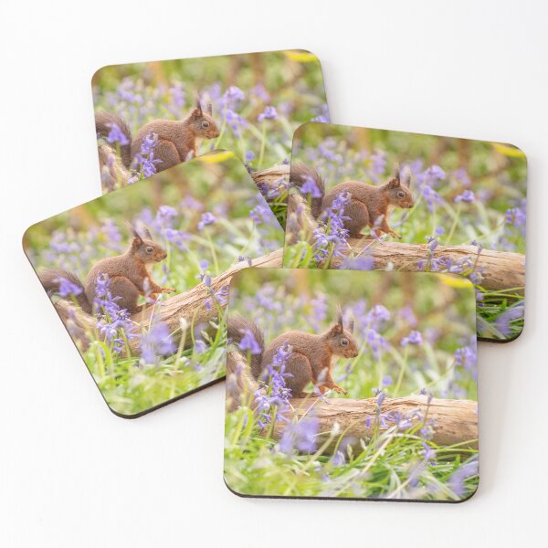 Item preview, A Sea of Bluebells - Red Squirrel -The Dingle  designed and sold by Darren Wilkes Wildlife UK.