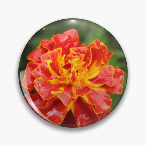 Item preview, Vibrant red and orange french marigold - Colourful botanical photography designed and sold by Cha-s-lens.