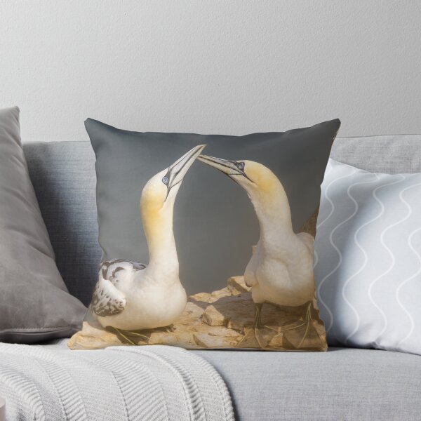 Item preview, Gannets  designed and sold by Martin Stokes Photography.