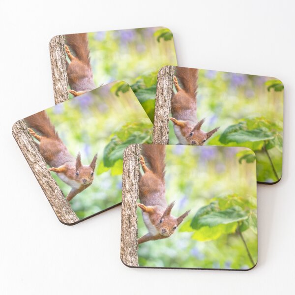 Item preview, Red Squirrel - Among Bluebells  designed and sold by Darren Wilkes Wildlife UK.