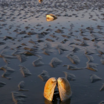 Artwork thumbnail, Shell Trail by Eilis McKenna Photo Studio