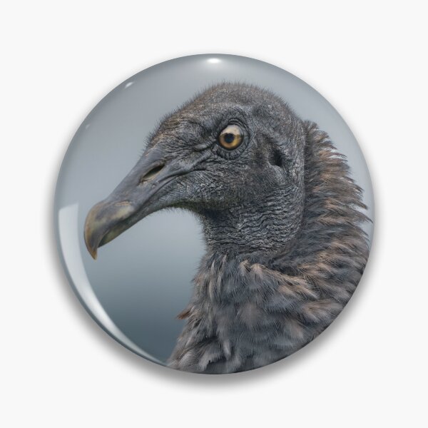 Item preview, Black Vulture Portrait, Dramatic Wildlife Close-Up designed and sold by WildFrameNature.