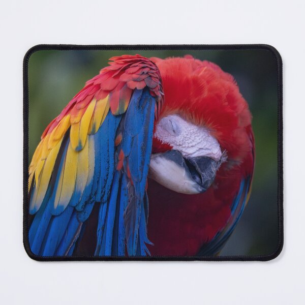 Item preview, Scarlet Macaw Preening, Colorful Tropical Parrot Portrait designed and sold by WildFrameNature.