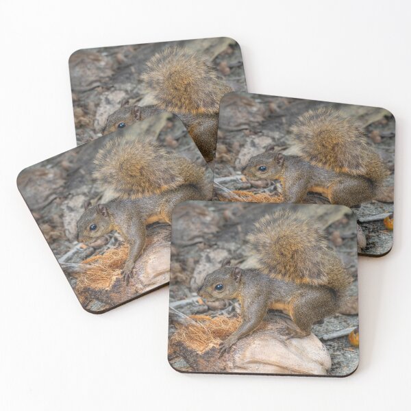 Item preview, Red-Tailed Squirrel on a Coconut, Tropical Beach Wildlife designed and sold by WildFrameNature.