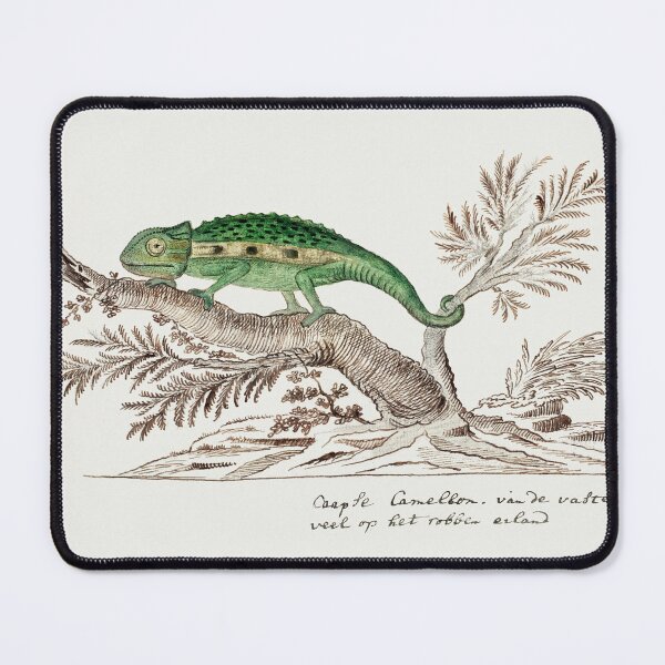 Item preview, Bradypodion pumilum_ cape dwarf chameleon (1777–1786) by Robert Jacob Gordon. designed and sold by AngyDesigns49.