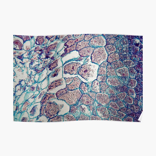 Cross section through cells of a seedling from a maize plant under the microscope Poster