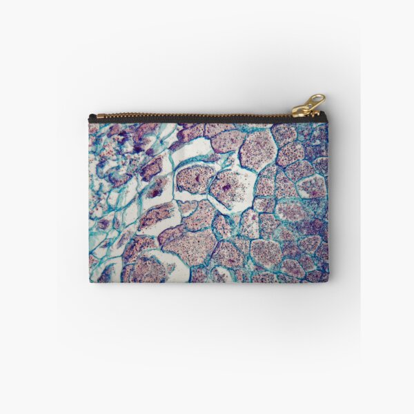 Item preview, Cross section through cells of a seedling from a maize plant under the microscope designed and sold by Zosimus.