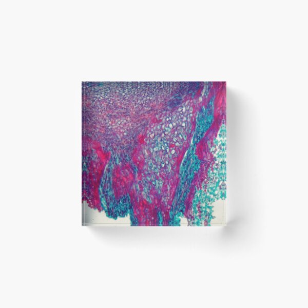 Item preview, Cross section through cells of a seedling from a maize plant under the microscope designed and sold by Zosimus.
