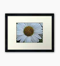 White Daisy Framed Print