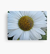 White Daisy Metal Print