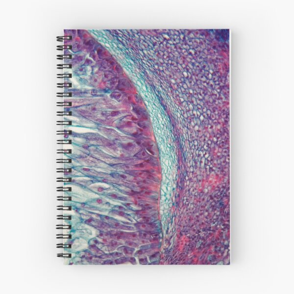 Item preview, Cross section through cells of a seedling from a maize plant under the microscope designed and sold by Zosimus.
