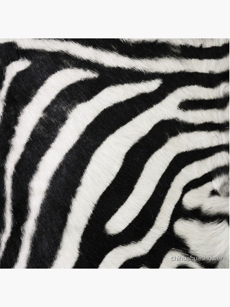 Zebra print  by chihuahuashower