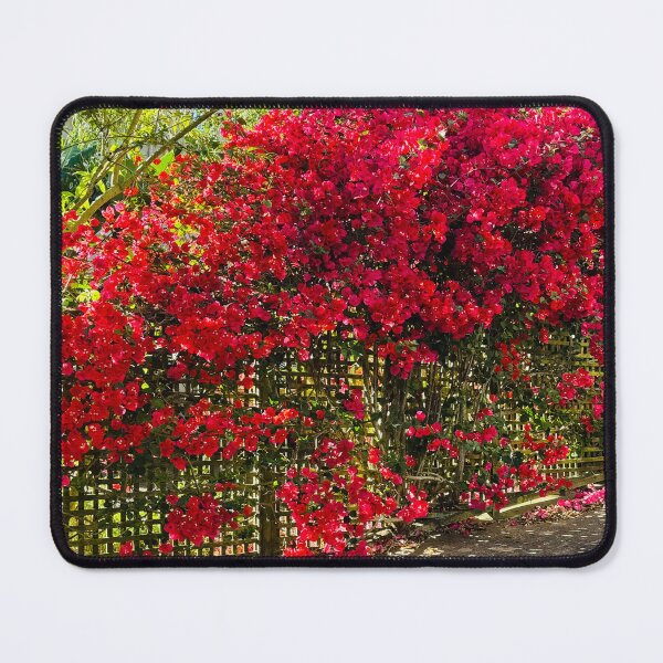 Item preview, Vibrant Bougainvillea on the Fence designed and sold by Jasbindar Singh.