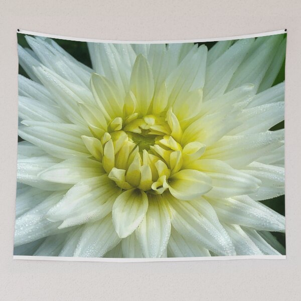 Item preview, White and Yellow Dahlia Flower Close Up designed and sold by Between Clouds.