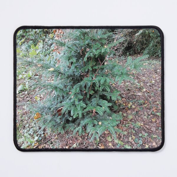 Item preview, Evergreen conifer in the autumn forest designed and sold by PhuongVoArt.