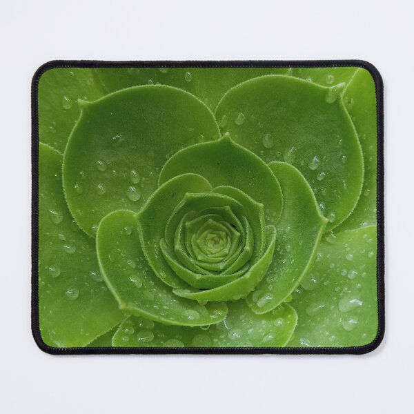 Item preview, A big succulent designed and sold by shipaki.