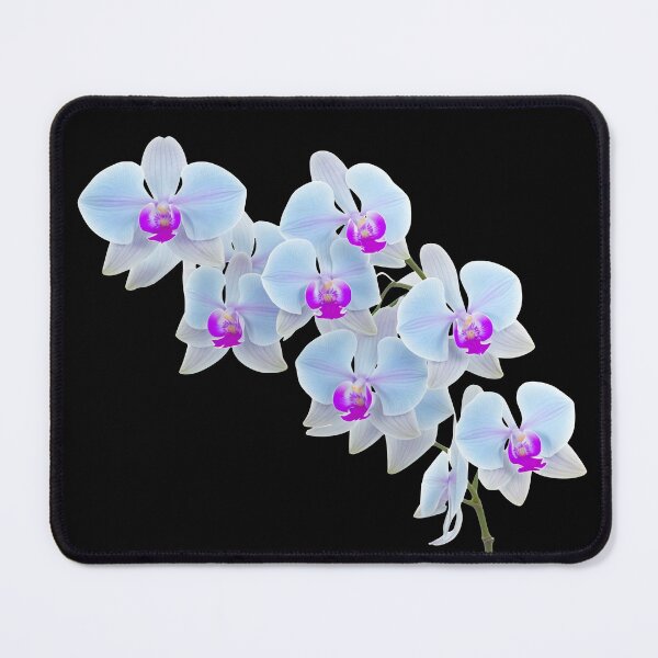 Item preview, Gorgeous Light Blue Phalaenopsis Orchid Black Shapes Mania designed and sold by Shapes-Mania.