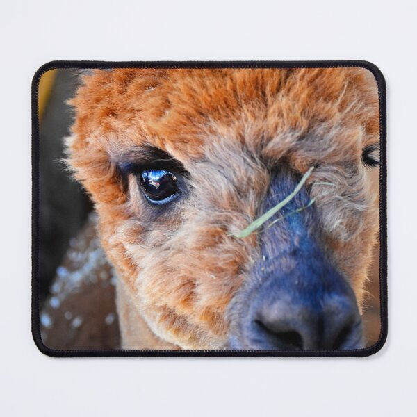 Item preview, Alpaca 2 | Animal Photography designed and sold by Mii-pics.