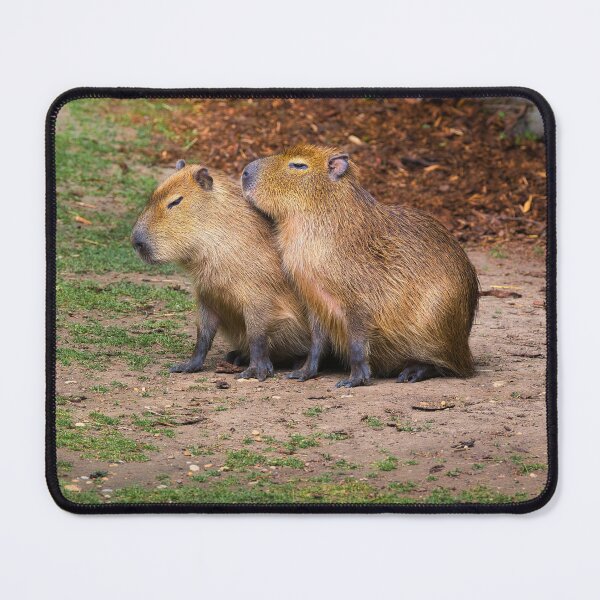 Item preview, Capybaras by the Lake with Reflection designed and sold by RastislavS.