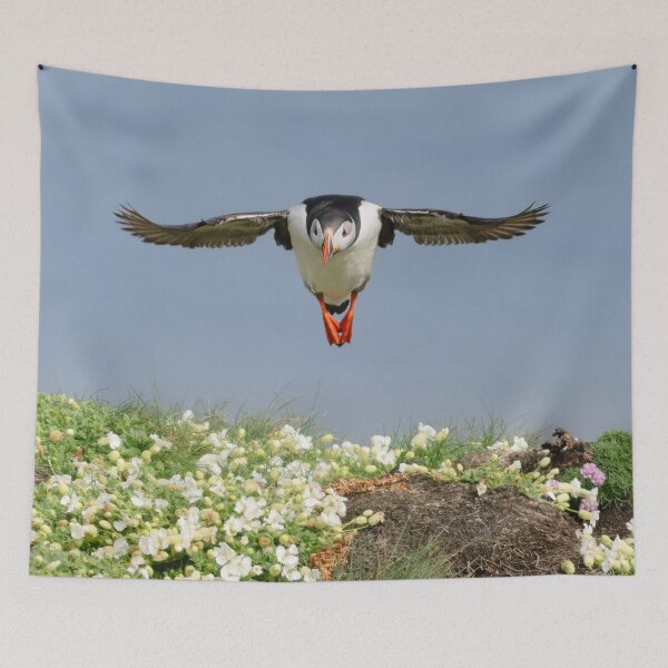 Item preview, Atlantic Puffins, Castle o'Burrian, Orkney designed and sold by iansmissenphoto.