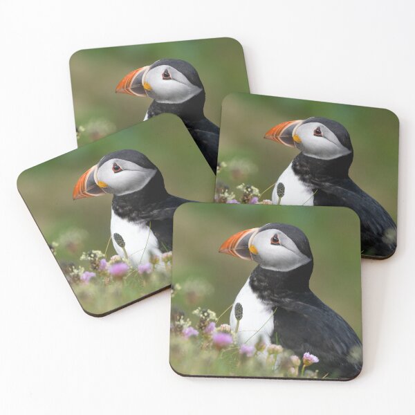 Item preview, Atlantic Puffin, Castle o'Burrian, Orkney designed and sold by iansmissenphoto.