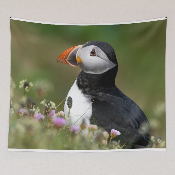 Item preview, Atlantic Puffin, Castle o'Burrian, Orkney designed and sold by iansmissenphoto.