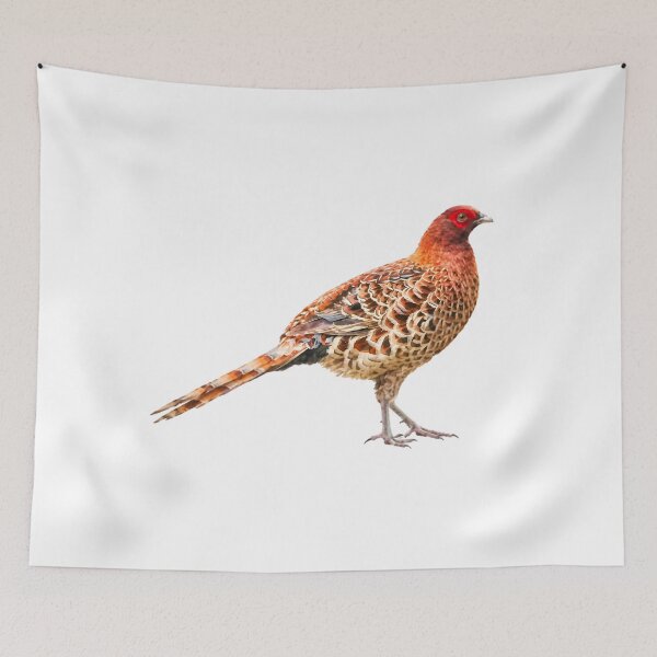 Item preview, Copper Pheasant (Syrmaticus soemmerringii) designed and sold by HOMETOWN86.