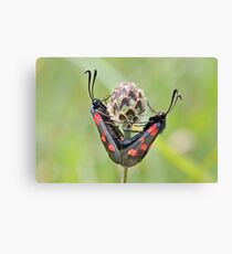Double Take! Canvas Print