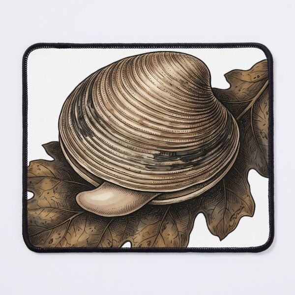 Item preview, Vintage Naturalist Venus Clam on Dried Dark Oak Leaf - Antique Shell Art designed and sold by Catch333.