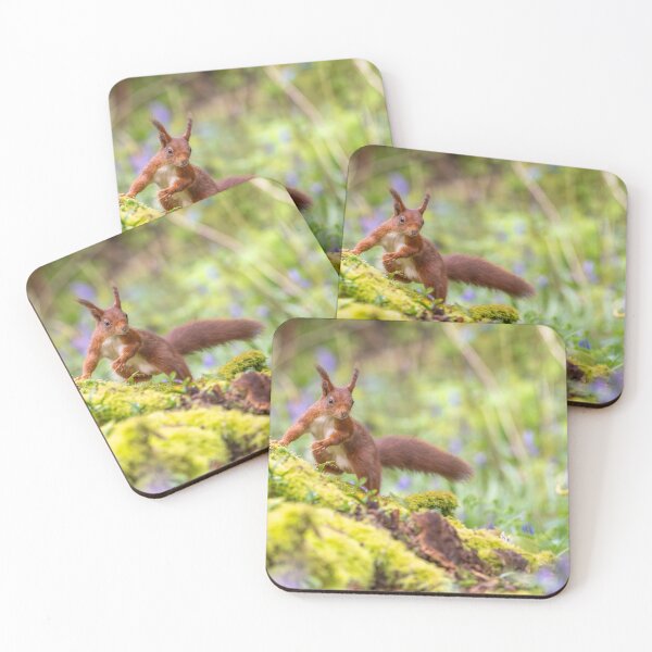 Item preview, Red Squirrel Among Bluebells in Spring designed and sold by Darren Wilkes Wildlife UK.
