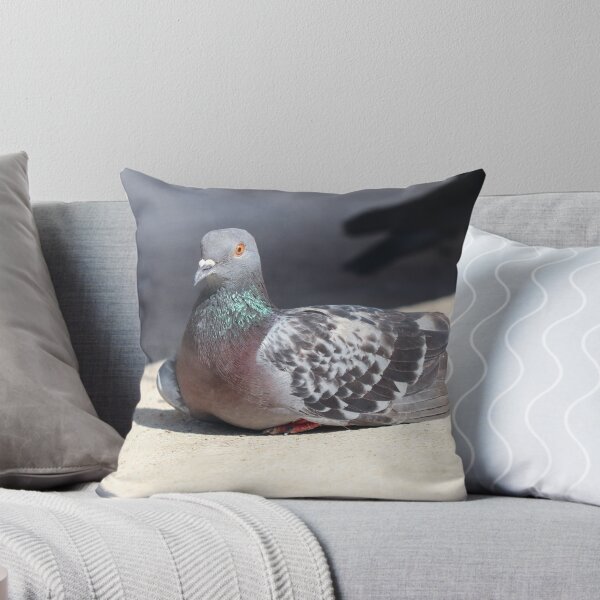 Item preview, Sunbathing pigeon designed and sold by GreyFeatherPhot.
