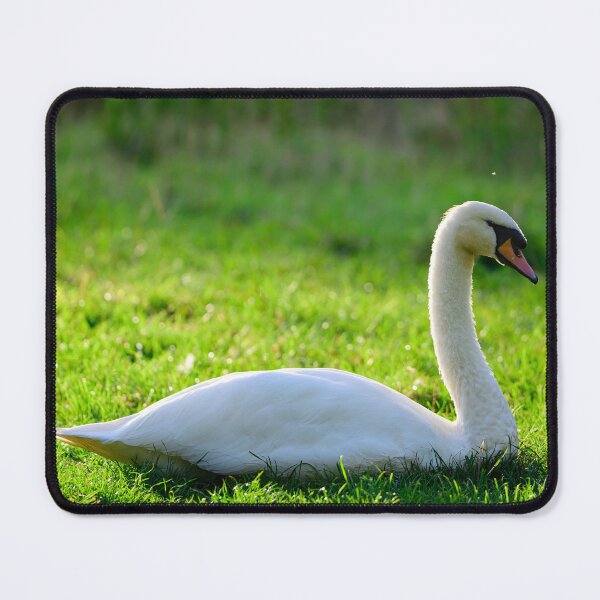 Item preview, Mute Swan Basking in Evening Light designed and sold by Clayton Captures.