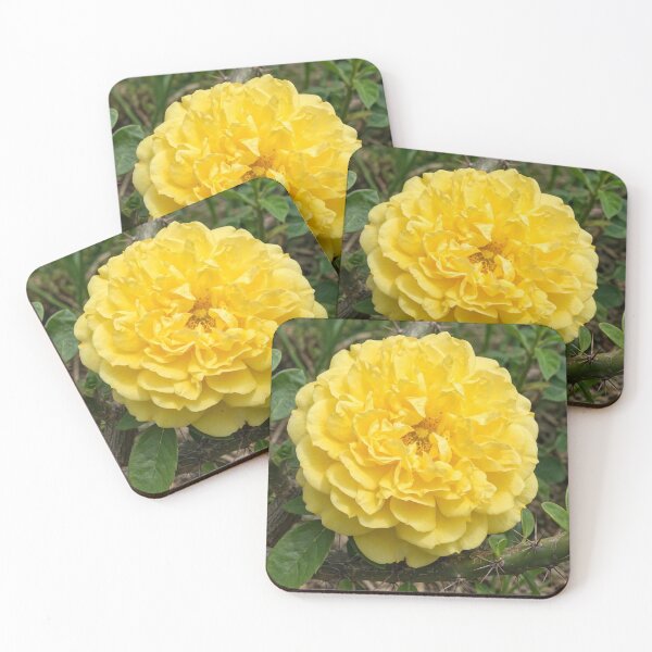Item preview, Big Yellow Cactus Rose — One Fat Yellow Bloom on a Thorny Cactus Stem designed and sold by Stevercortinas.
