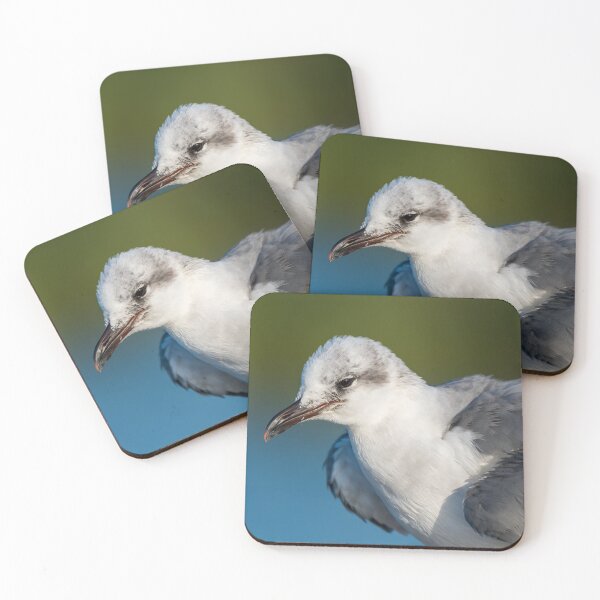 Item preview, Close-up of a Laughing Gull designed and sold by Debra Martz.