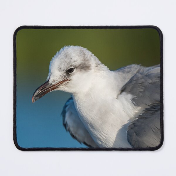 Item preview, Close-up of a Laughing Gull designed and sold by Debra Martz.