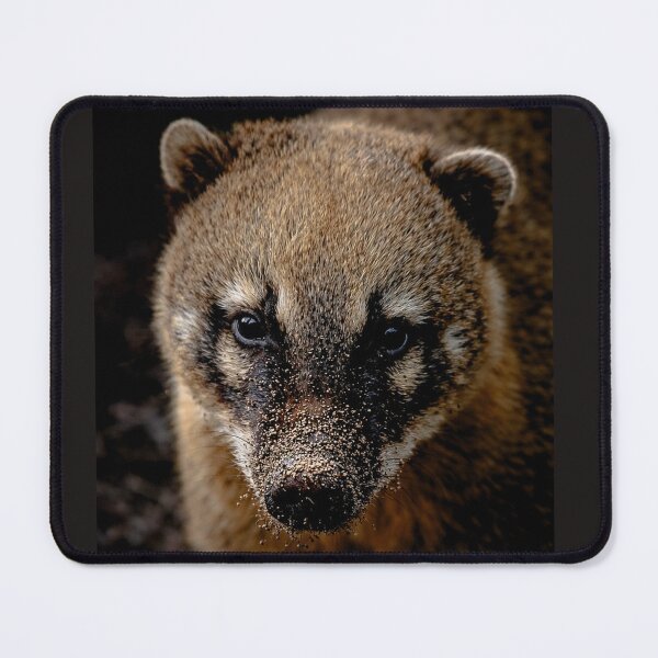 Item preview, Cute coati with a sandy snout. Nature photography. designed and sold by Tammigrafie.