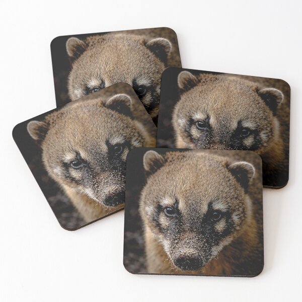 Item preview, Cute coati with a sandy snout. Nature photography. designed and sold by Tammigrafie.
