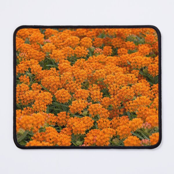 Item preview, Butterfly Weed Across the Canvas — Bright Orange Clusters designed and sold by Stevercortinas.