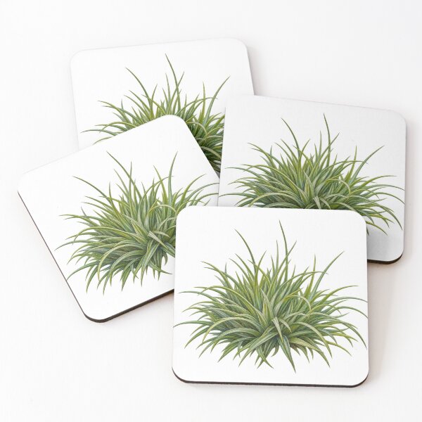 Item preview, Eriocaulon Cinereum Radiating Leaf Rosette Portrait designed and sold by Ocelot-T.