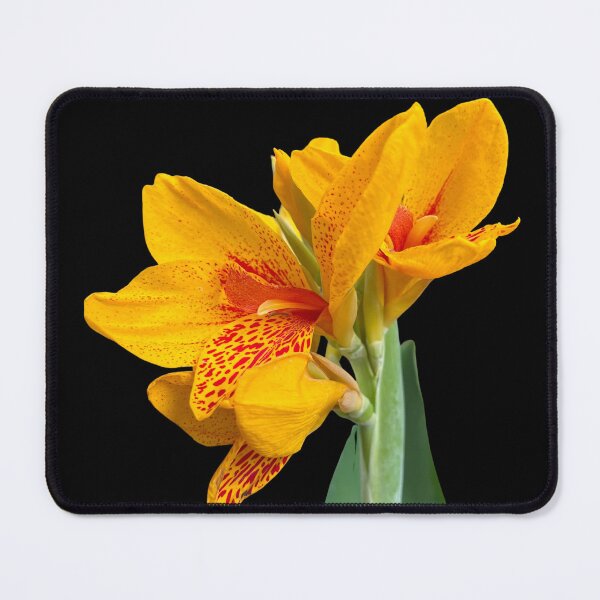 Item preview, Vibrant Yellow Canna Lily Botanical Floral Art designed and sold by glassmelon.com.