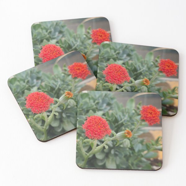 Item preview, Vibrant Orange Kleinia Fulgens Succulent Flower designed and sold by Yanshuf.